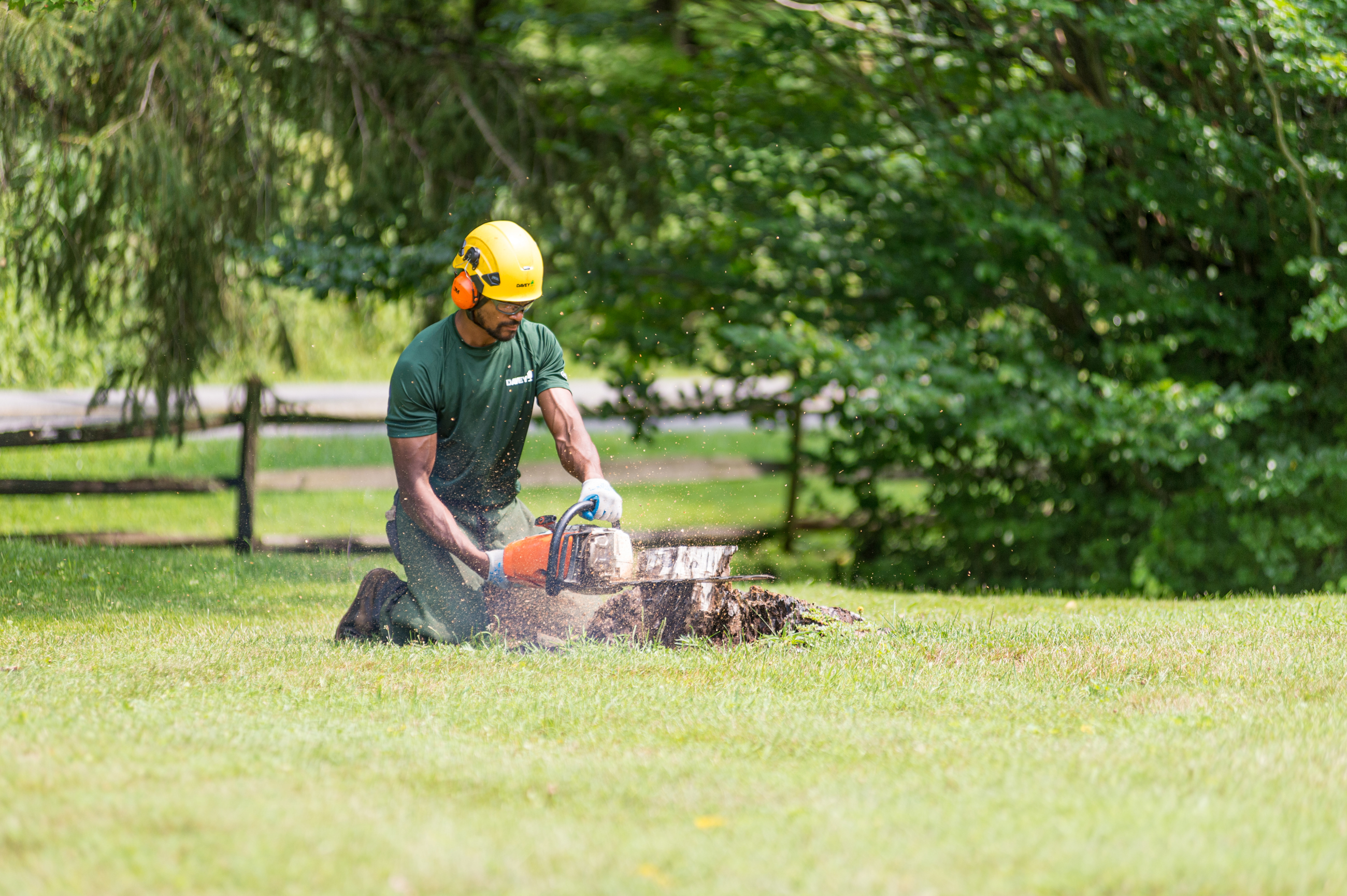 Stump Removal