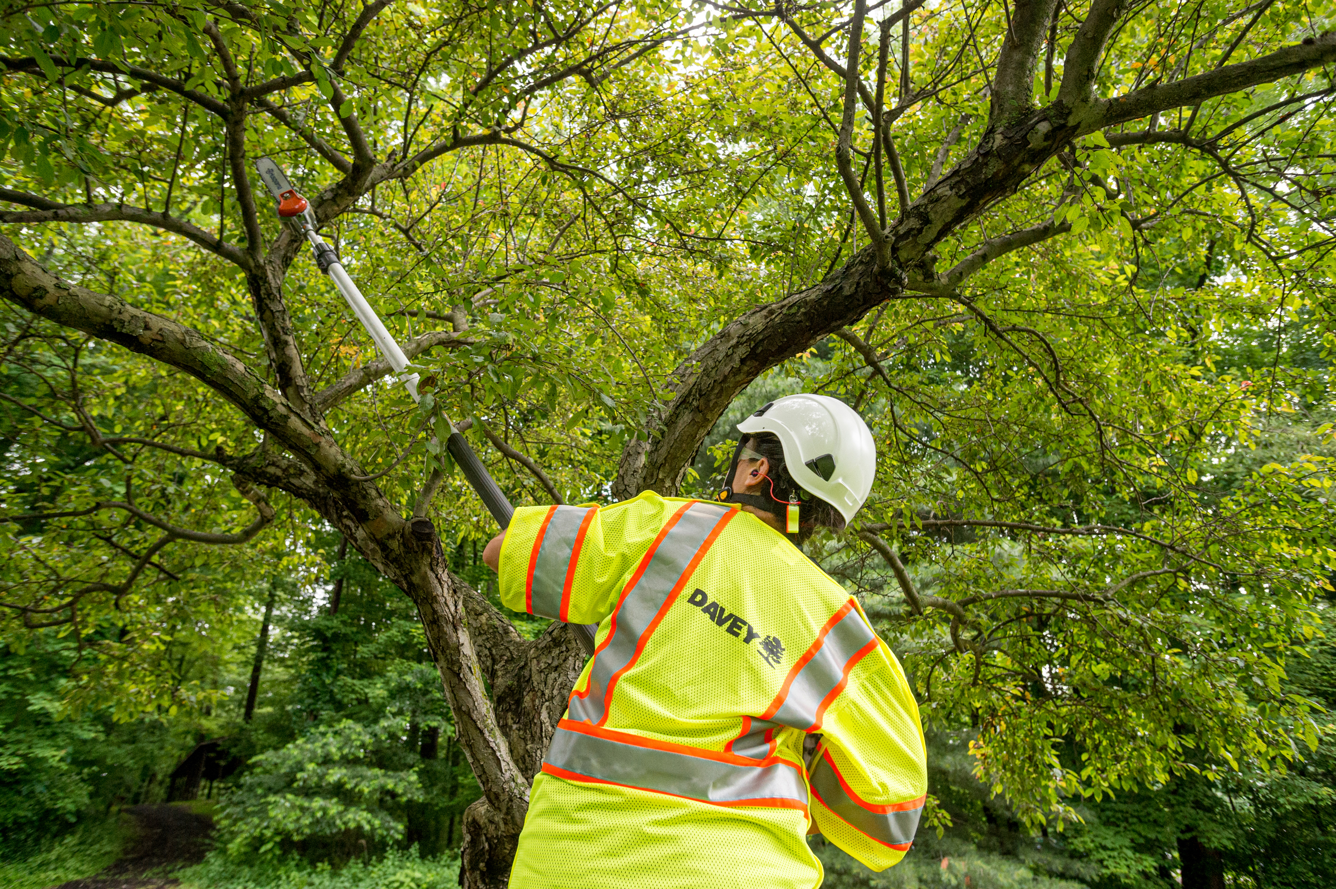Tree Pruning