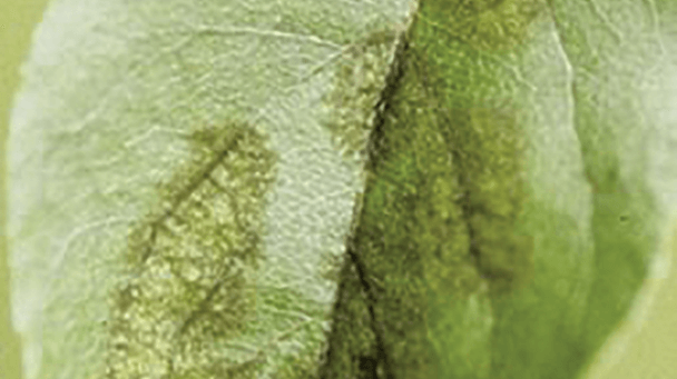 Pest And Disease Apple Scab Sideimage 608X341